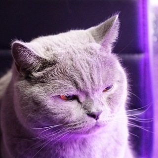 Telegram profile photo for Котомодермем