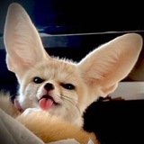 Telegram profile photo for лисья норка~