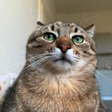 Telegram profile photo for My community