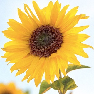 Telegram profile photo for 🌻向日葵🌻睇圖號
