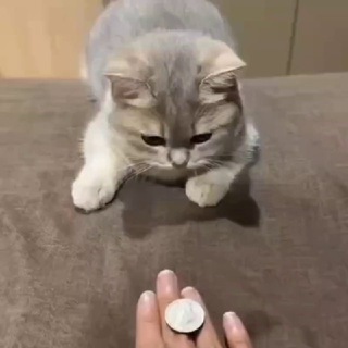 Telegram profile photo for Котики рулят