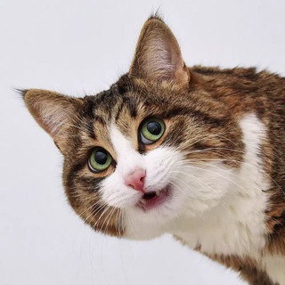 Telegram profile photo for Rexiecat