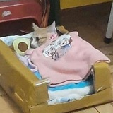 Telegram profile photo for мемы и щитпост