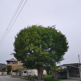 Telegram profile photo for کانال اطلاع رسانی روستای چهره