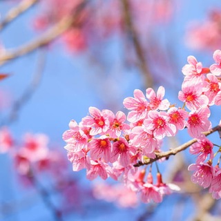 Telegram profile photo for Естетика 🌸 🦋 🌄 | Картинки, фото - заставки та шпалери | Pictures Wallpaper