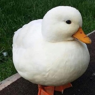 Telegram profile photo for Duck TA (technical astronomy)