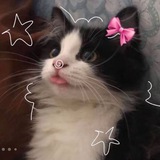 Telegram profile photo for 𐙚 ᳕᳕᳕𝕭𝖑𝖚𝖊 𝕵𝖆𝖘𝖒𝖎𝖓𝖊₊⊹