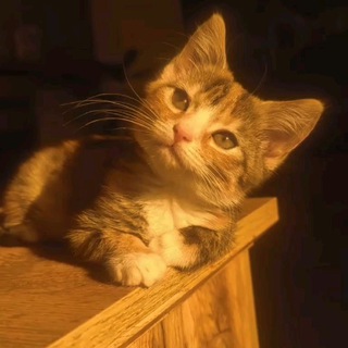 Telegram profile photo for Химепукость
