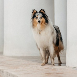 Telegram profile photo for Песа с песой 🌸