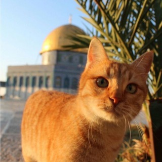Telegram profile photo for عُمَرُ الفَارُوق