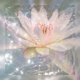 Telegram profile photo for Info ‹ ‹ flowᧉr vallᧉy . . 