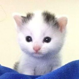 Telegram profile photo for милые котики 💗