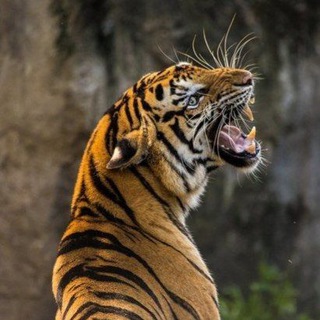 Telegram profile photo for Siberian Tigers