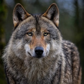 Telegram profile photo for BLACK GUARDS CRYPTO
