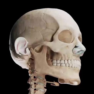 Telegram profile photo for Dental, Implant, Oral and Maxillofacial Surgery Clinical Cases