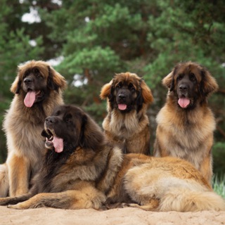 Telegram profile photo for leonberger.pro
