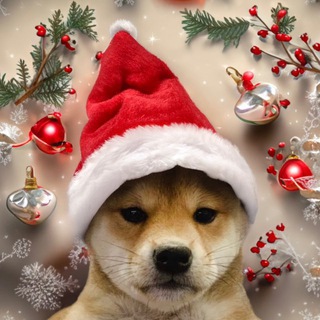 Telegram profile photo for $WIFSANTA | Portal