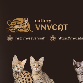 Telegram profile photo for VNVCAT Savannah cat breeder🐆