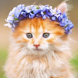 Telegram profile photo for Мурр-Мяяу (Переходник)