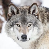 Telegram profile photo for WOLF ARMY