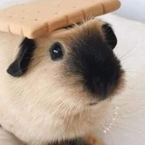 Telegram profile photo for enveel