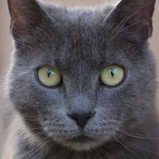 Telegram profile photo for Biskupovský mačk
