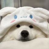 Telegram profile photo for Rin Vouches