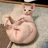 Telegram profile photo for переходник