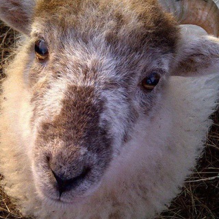 Telegram profile photo for sheep (ram) daily 🐑🐏