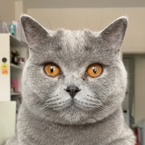 Telegram profile photo for Буб Клуб 🐈⬛