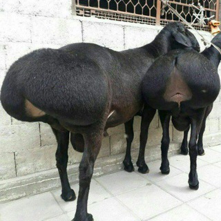 Telegram profile photo for "У́збекистон Хисори К,у́йлари Гурухи"