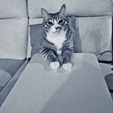 Telegram profile photo for архи