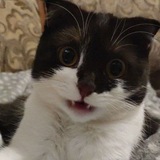Telegram profile photo for просто аноним паблик 🫖