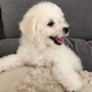 Telegram group profile photo for 狗币,shib,矿机交流群