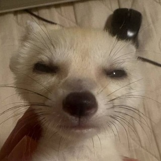 Telegram profile photo for Fennec π Friends π