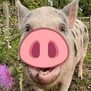 Telegram profile photo for Свинки