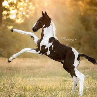 Telegram profile photo for Жеребята