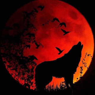 Telegram profile photo for ☎️ Wolf Gems Call 🐺 🇺🇸{ BSC - ERC }