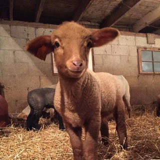 Telegram profile photo for $GOCHI