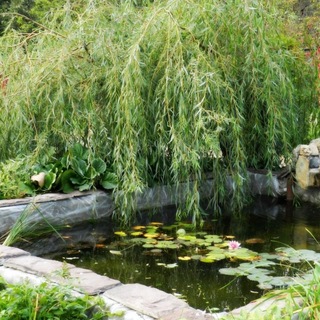 Telegram profile photo for Unmaintained Pond