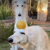 Telegram profile photo for Переходник СКВЕРНАЯ ЛОЛЛИ