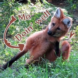 Telegram profile photo for Лиц doin' well