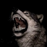 Telegram profile photo for Стая волков