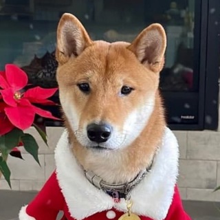 Telegram profile photo for flokishibainu_channel