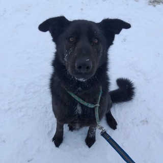 Telegram profile photo for Им нужен дом