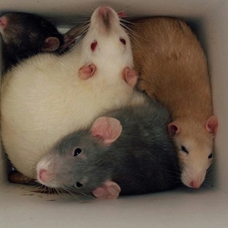 Telegram profile photo for rats & rats & rats & rats & capybaras