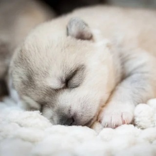 Telegram profile photo for ASMR老司机【助眠】