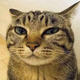 Telegram profile photo for Жизнь Верон?