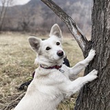 Telegram profile photo for 𝙈𝙊𝙉𝙂𝙍𝙀𝙇 𝘽𝙊𝙉𝙔𝘼