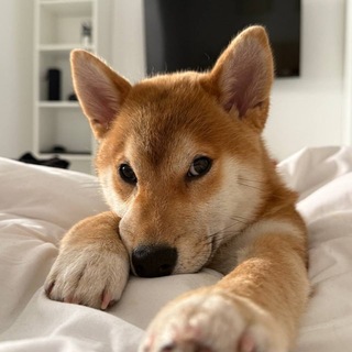 Telegram profile photo for Olivka?